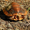 Mexican spotted wood turtle
