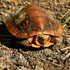 Mexican spotted wood turtle