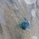 Blue Button Jellyfish