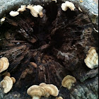 Shelf or tinder fungus