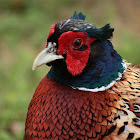 Common pheasant (male)