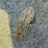 Ledromorpha planirostris (nymph)