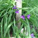 Spiderwort