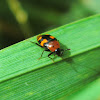 Boat-shaped rove beetle