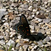 Red-spotted Purple