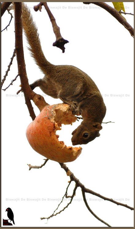 Hoary Bellied Squirrel