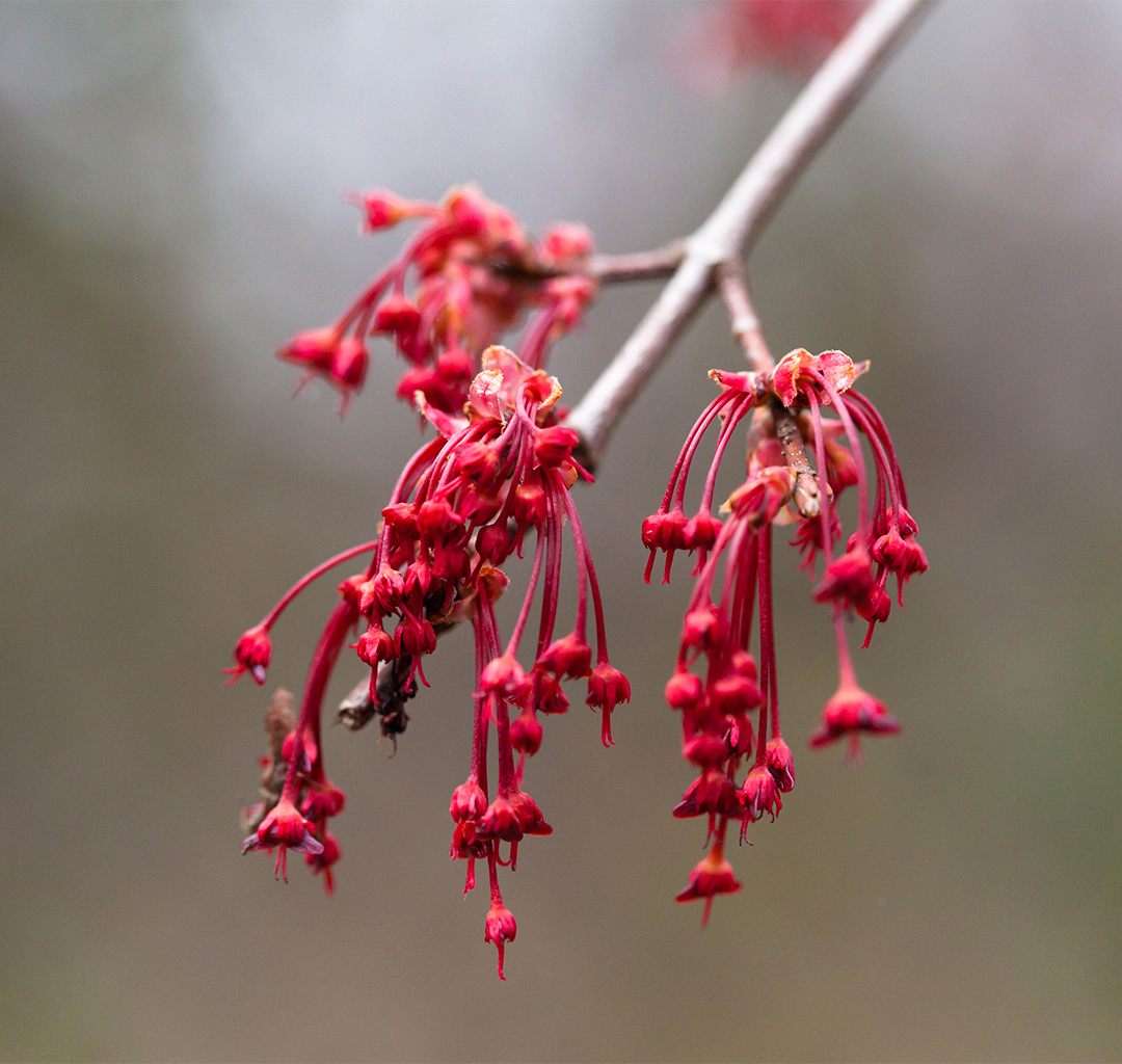 Red maple seeds