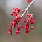Red maple seeds