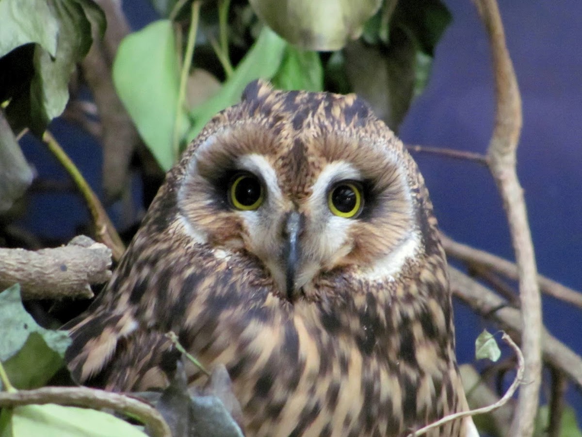 Short-eared Owl,Coruja-do-nabal