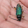 Beautiful Mesquite Borer