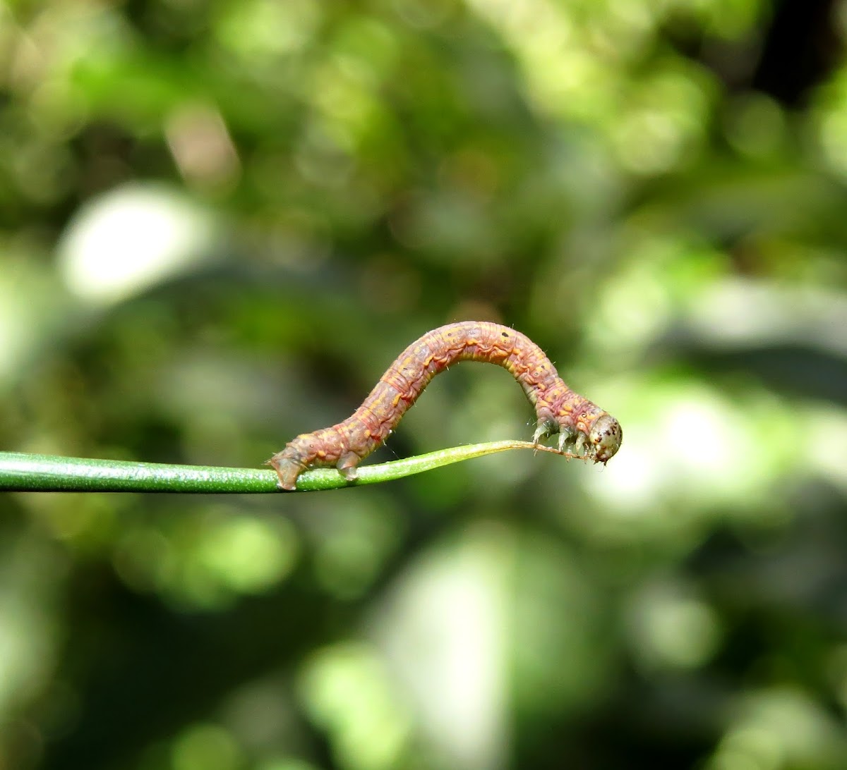 Inch worm