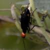 Red-headed Blister Beetle