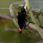 Red-headed Blister Beetle