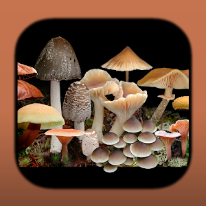 FunKey: Key to Agarics.apk 1.0.4