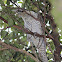 Common Koel or Eastern Koel (female)