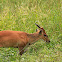 Muntjac