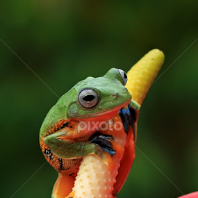 by Benny Sugiarto Eko Wardojo - Animals Amphibians