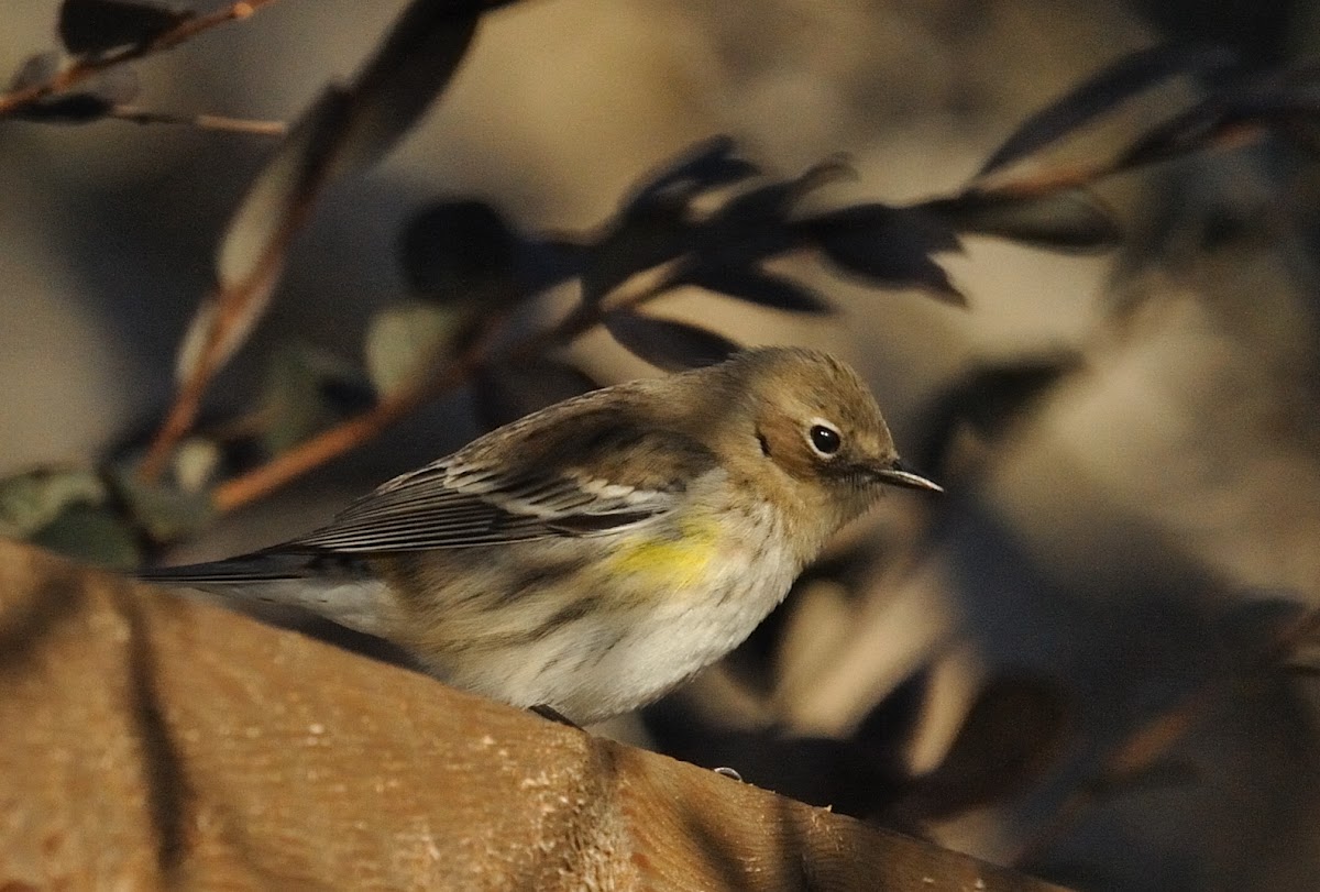 yellow-rumped warbler