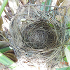 Red-whiskered Bulbul Nest