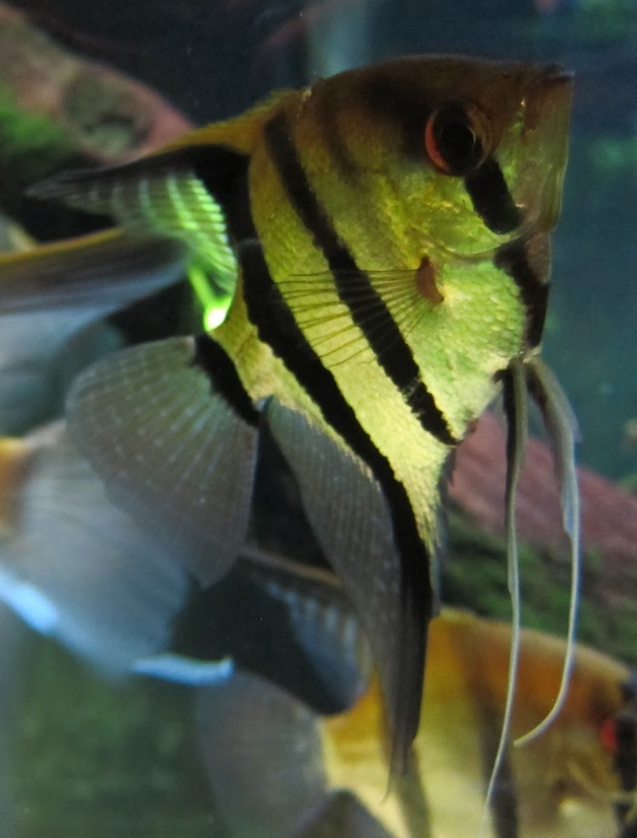 Freshwater angelfish