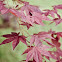 Japanese Maple