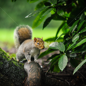 Squirrel posing for a photo lol by Andrew Photos - Animals Other