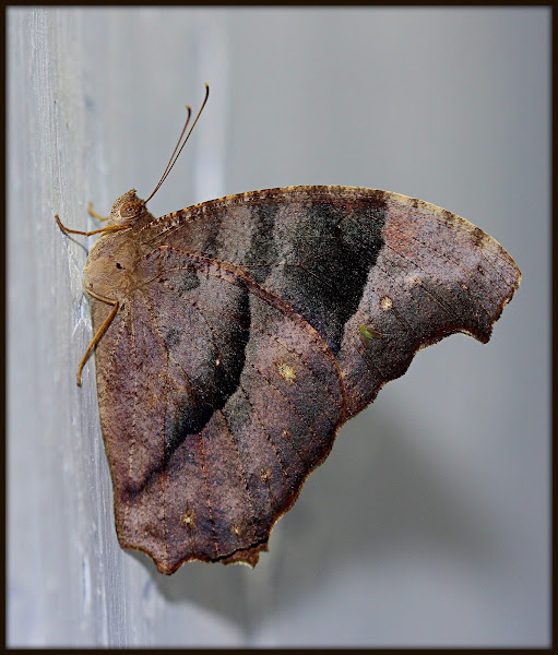 common evening brown butterfly Project Noah