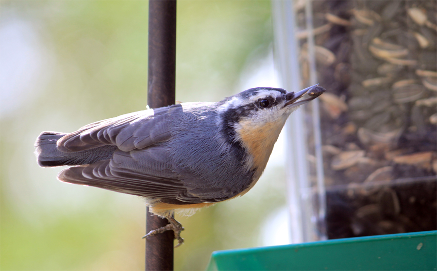 Red-Breasted Nuthatch