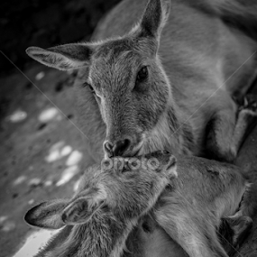 by Binoka Nadiranga - Animals Other Mammals