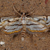 Chestnut-Marked Pondweed Moth