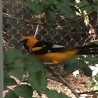 Spot-breasted Oriole