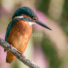 KingFisher by Claudio Massanelli - Animals Birds