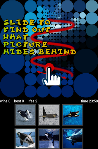 【免費解謎App】Guess Killer Whale Pictures HD-APP點子