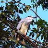 Black-crowned Night Heron