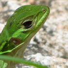 Spiny-tailed iguana