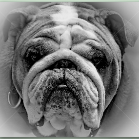  MR. CUTEY  by George Arnon - Animals - Dogs Portraits