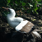 Nazca booby