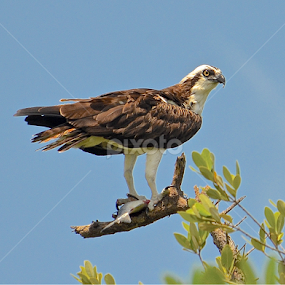 The catcher  by Silvia Mininni - Animals Birds