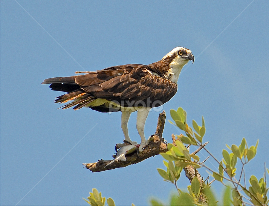 The catcher  by Silvia Mininni - Animals Birds