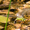 Female Emperor (dragonfly) ovipositing