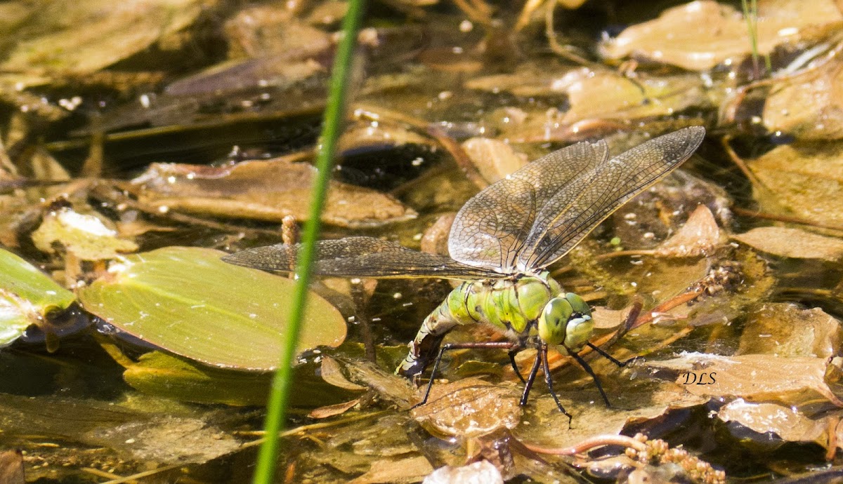 Female Emperor (dragonfly) ovipositing