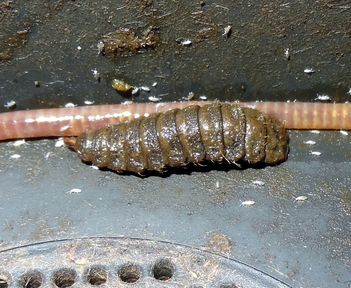 Black Soldier Fly larvae and pupae