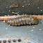 Black Soldier Fly larvae and pupae