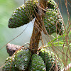 Pine  (Female cones)
