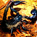 Asian forest scorpion