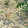Oriental Common Cerulean Butterfly