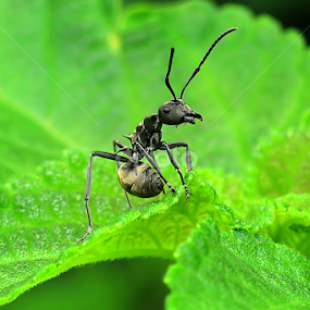 don't call my name again by Dwi Agung - Animals Insects & Spiders