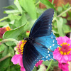 Pipevine Swallowtail (male)