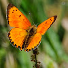 Scarce Copper; Manto de Oro