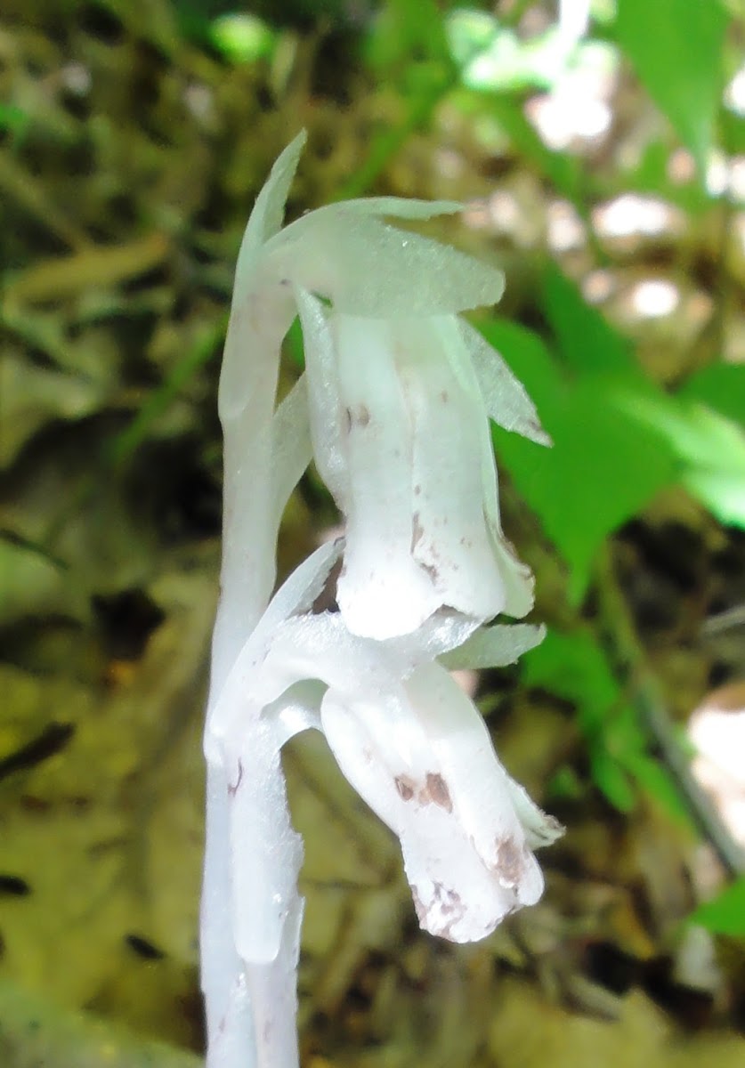 Ghost Plant